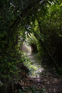 Overgrown pathway leading to the gardens